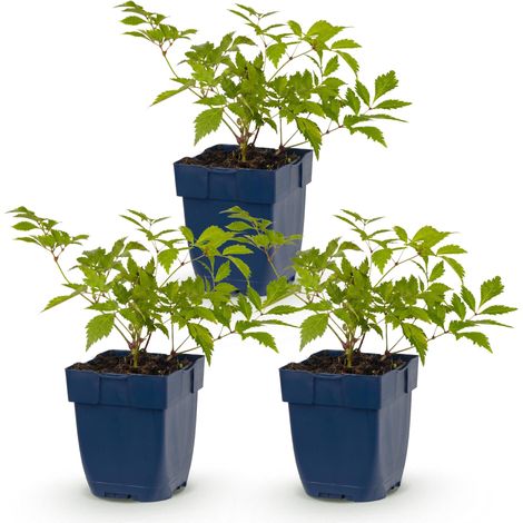 Astilbe japonica Deutschland - Plume du Japon - Plante Vivace d'Ombre - Blanche - Lot de 3 - PANGIVO (1/5)