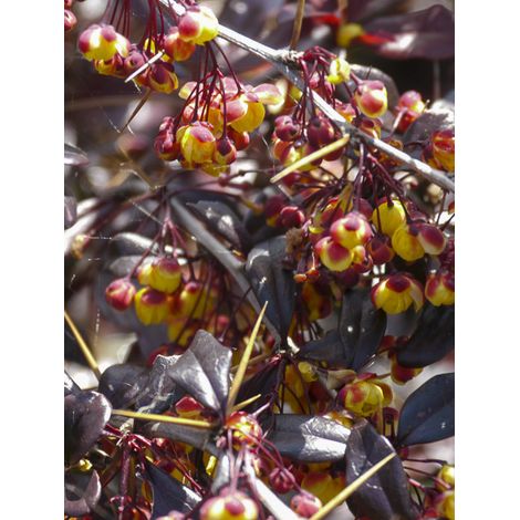 Épine-vinette 'Thunderbolt' Pot de 2L/3L (1/2)