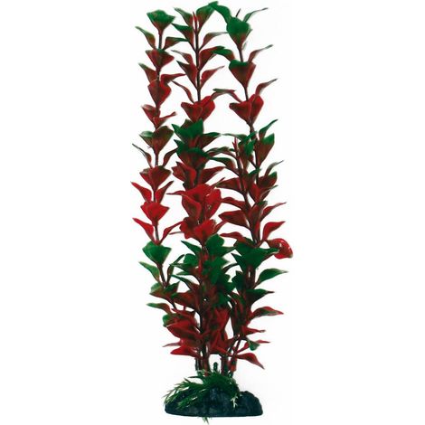 Set 6 pezzi Plant Classic Acorus small: Set 6 pezzi Plant Classic Ludwigia
