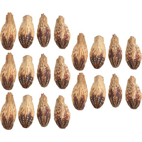 Sachet de 5 noix à mâcher pour perroquets - Soulage l'ennui, stimule la mastication, noix séchées décoratives naturelles pour la maison (1/5)