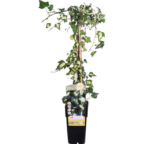 Lierre de Colchide Hedera colchica Dentata Variegata Plante Grimpante Panachée Ø15 cm H65 cm - PANGIVO (1/5)