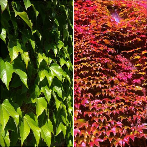 Planta de Vi�a Trepadora. Hiedra Japonesa. Parthenocissus Tricuspidata