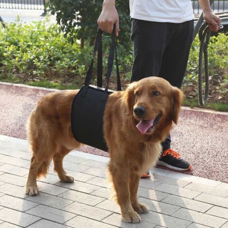 Harnais de réadaptation pour chien noir avec poignée pour aide canine (L)
