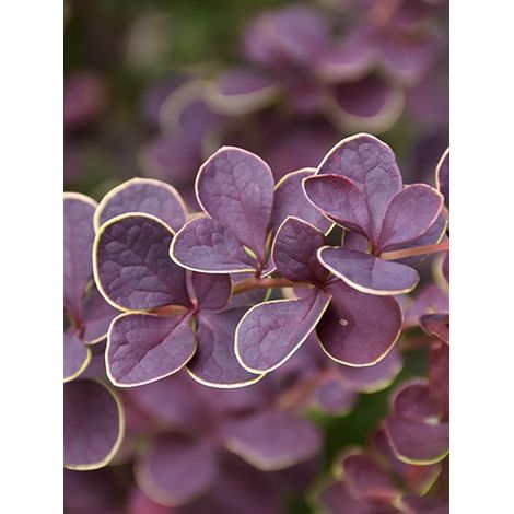 Épine-vinette de Thunberg 'Toscana' Pot de 2L/3L (1/4)