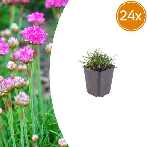 Lot de 24 Armeria maritima 'Splendens' Gazon d'Espagne Fleurs Roses pour Rocaille Ø9cm H10-25cm - PANGIVO (1/5)