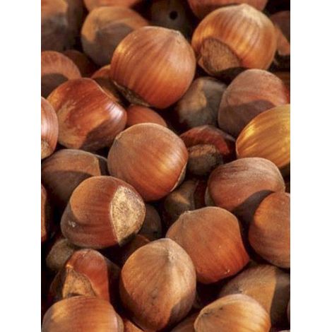 Noisetier commun 'Fertile de Coutard' Pot de 3L/4L, Buisson