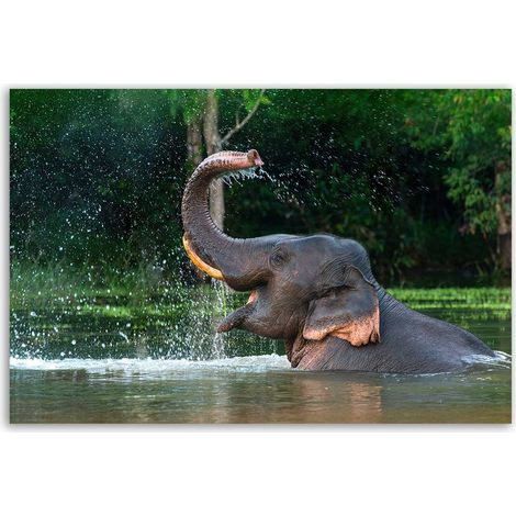 Tableau éléphant sauvage éclaboussures d’eau tropicales (1/5)
