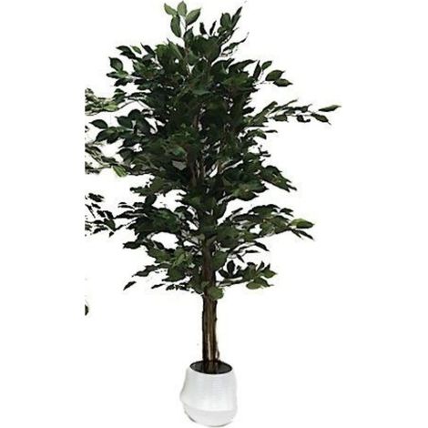 Ficus variegato 120 cm x 768 foglie (1/2)