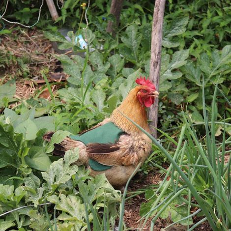 Tablier en toile pour poules, gilet de selle pour poules, protection pour ailes de poules et de canards, vestes pour poules, tabliers pour poules, accessoires pour l'élevage de volailles (1/4)