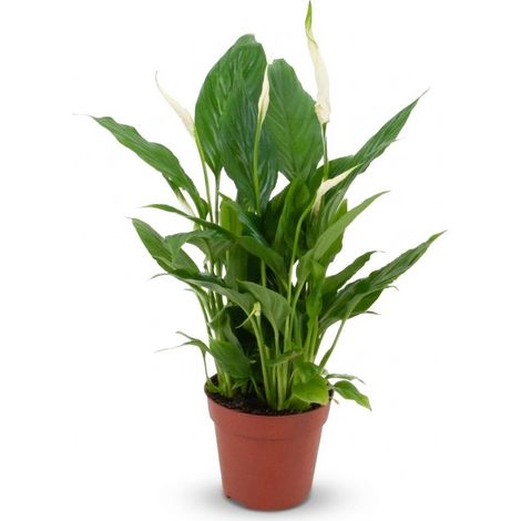Spathiphyllum Fleur de Lune Plante d'Intérieur Dépolluante Fleurs Blanches Pot Ø 12 cm 35-40 cm - PANGIVO (1/4)