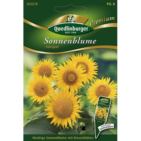 Quedlinburger Saatgut – Tournesol « Sunspot » – Graines de fleurs, énormes fleurs jaune doré, hauteur env. 40 cm