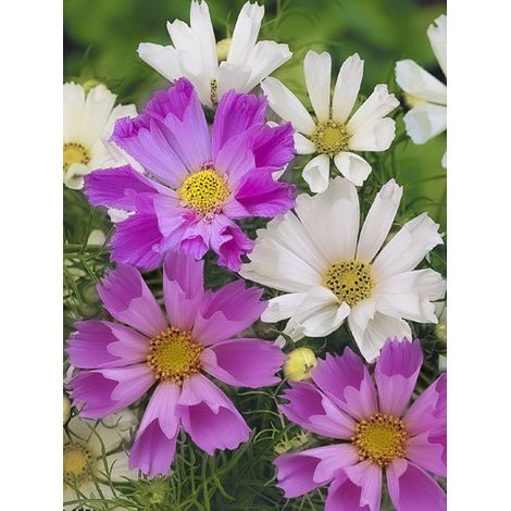 Cosmos 'Sea Shells' le sachet de 150 graines (1g) (1/2)