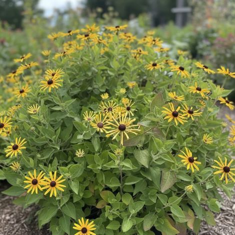 Rudbeckia Henry Eilers/Godet - 5/20 cm (1/5)