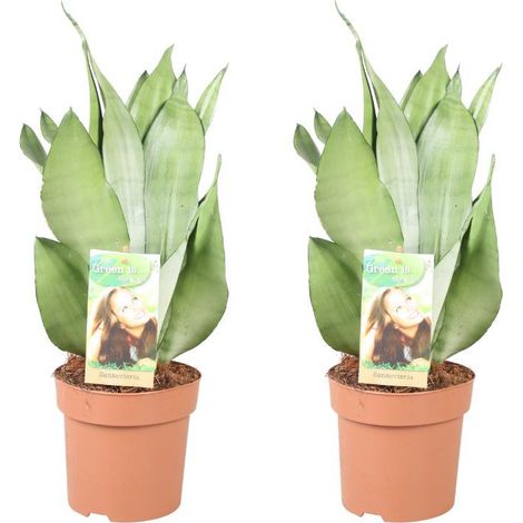 Sansevieria Moonshine Plante d’Intérieur Feuillage Argenté Décoratif Lot de 2 Pot 14 cm Hauteur 40 cm - PANGIVO