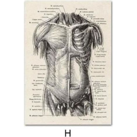 Affiche Anatomie Humaine Vintage pour Décor Hôpital Tableau Mural Médical Squelette Musculaire Peinture (Sans cadre) TABLEAU (1/4)