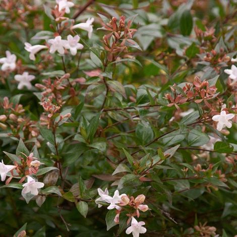 Abélie grandiflora 'Confetti' - 25-30 cm pot