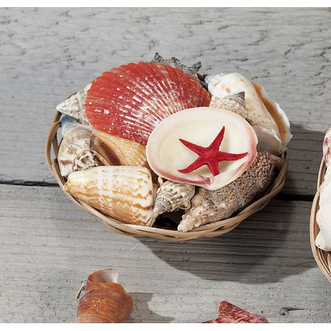 COMPOSIZIONE DECORATIVA D.10XH6CM CON CONCHIGLIE