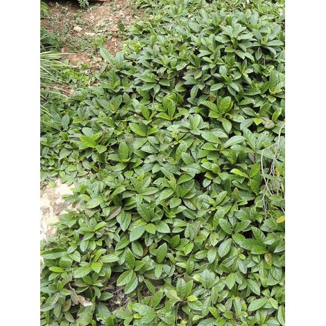 Figuier tikoua Pot de 2L/3L (1/2)