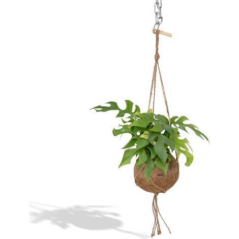 Monstera Minima Suspendu Plante d’Intérieur à Feuilles Perforées Pot 15 cm Hauteur 25 cm - PANGIVO (1/5)