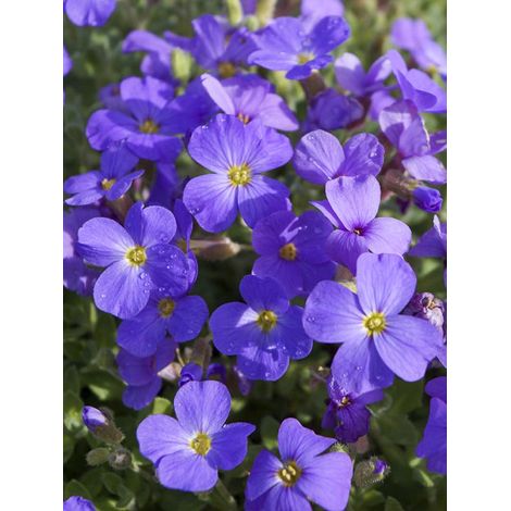 Aubriète 'Royal Blue' Godet de 8/9 cm