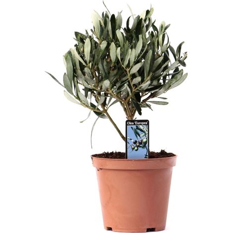 Olivier sur Tige Olea Europaea - Plante Méditerranéenne Déco - Pot Ø13 cm - Hauteur 21 cm - PANGIVO