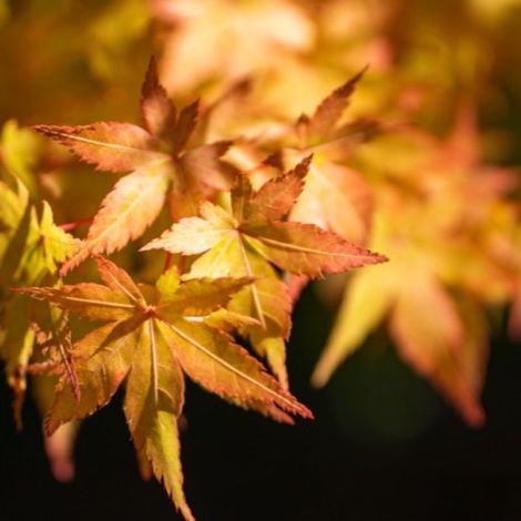 Pépinières Naudet – Érable du Japon 'Katsura' – Arbuste caduc de 3 à 5m – Feuillage vert tendre à jaune d'or – Résistant jusqu'à -15°C – Exposition soleil ou ombre (1/5)