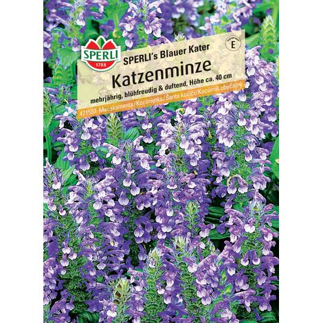 Sperli Katzenminze Sperli's Blauer Kater