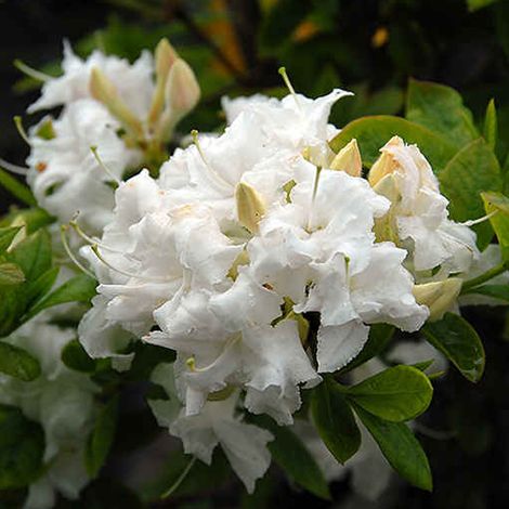 Azalée caduque knaphill blanc - Azalea knaphill  - 40-50 cm pot