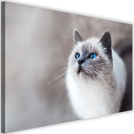 Tableau sur toile Chat Animaux Nature 60x40 (1/5)