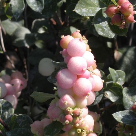 Symphorine Hancock, Symphoricarpos/Pot de 3L - 20/40 cm