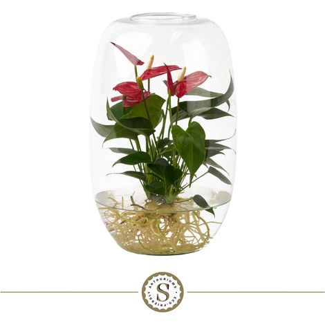 Anthurium Atlantis Red Champion Plante d'Intérieur Aqua Roots avec Vase en Verre 35 x 17 cm - PANGIVO