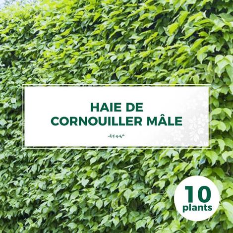 10 Cornouillers Mâle (Cornus Mas) - Haie de Cornouiller Mâle (1/2)