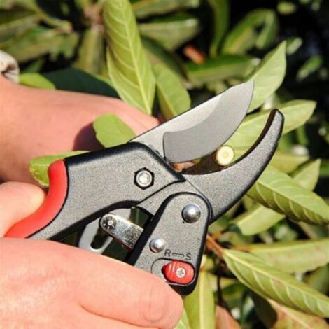 Cisaille De Jardin À Cliquet SK5, Ciseaux En Acier For Plantes De Jardinage, Outils De Coupe De Branches (1/5)