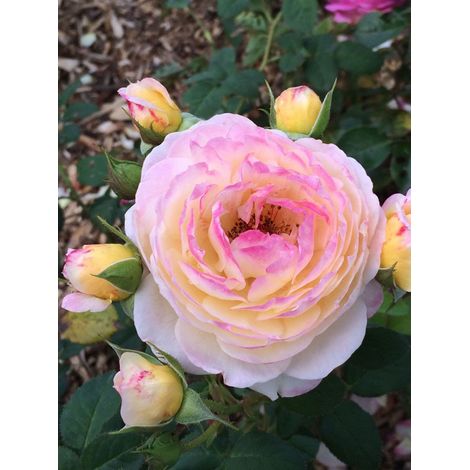 Rosier Générosa® 'Fiona Gélin'® Pot de 4L/5L