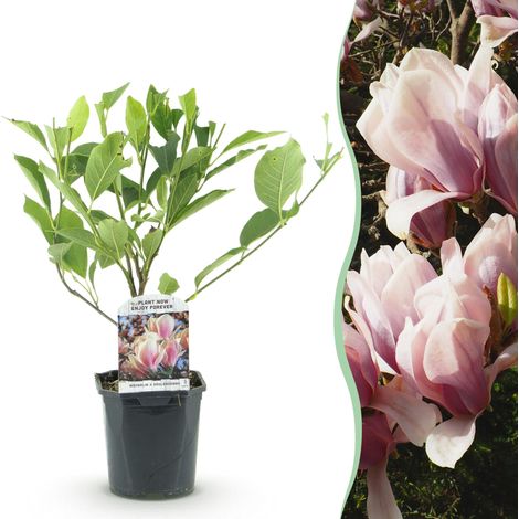 Magnolia de Soulange Arbuste à Fleurs Printanières Rose Clair Pot Ø 17 cm Hauteur 45 cm - PANGIVO (1/5)