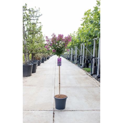 Lagerstroemia indica Bianca pianta ad alberello in vaso 24 cm h. 150 cm circa Bianco - Select 1: Viola (1/3)