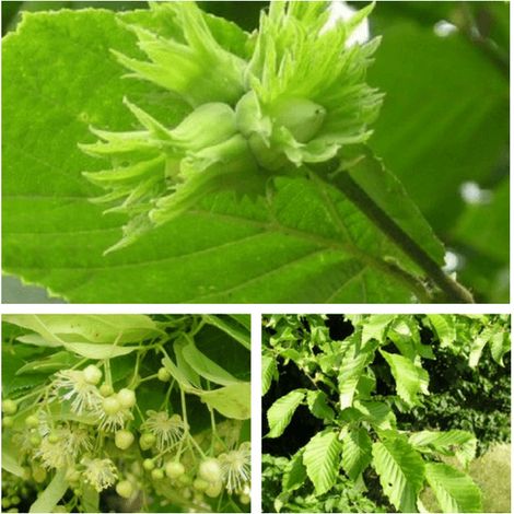Kit Haie Truffière Uncinatum - 10 Plants - (1/5)