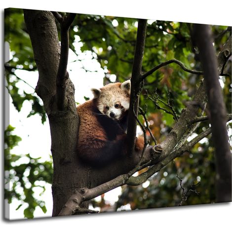 Stampa su tela "Animali: Panda rosso" 100x80
