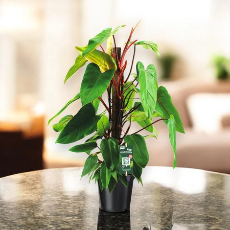 Gardenaria Philodendron 'Red Emerald' - Pianta da interno ornamentale - Altezza: 80 cm (vaso 19) (1/4)