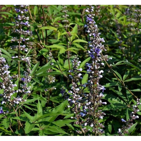 Gardenaria Vitex agnus-castus 'Galactic Pink' - Arbusto ornamentale da giardino - Altezza: 40/50 cm (vaso18) (1/5)