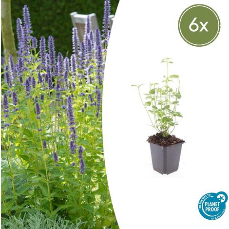 Agastache 'Black Adder' Lot de 6 Plantes Vivaces Mellifères Fleurs Violettes ↕10-25cm Ø9cm - PANGIVO (1/5)