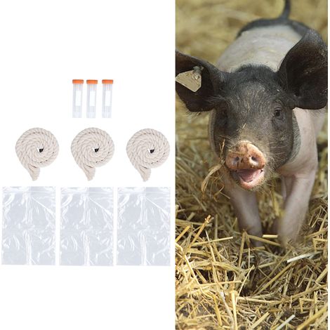 [Schweinefiebertest-Set] + [3er-Set] + [Speichelprobenentnahme-Sets für Schweine mit Baumwollseil, Röhrchen und Beuteln] (1/5)