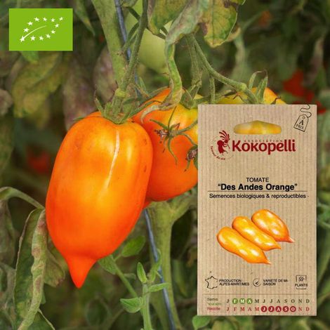 Tomate Des Andes Orange