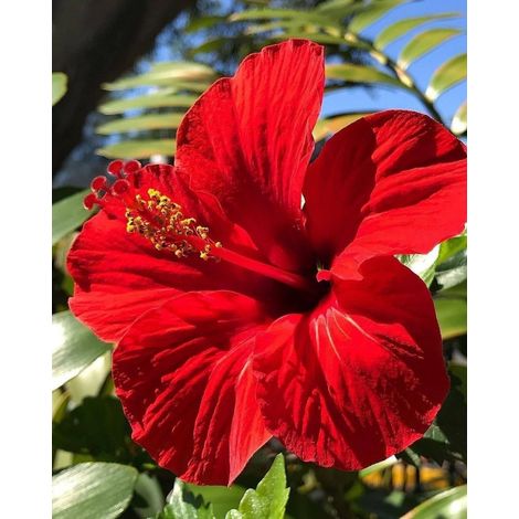 HIBISCUS IBISCO IN VASO 14CM ASSORTITO ROSSO ROSA O GIALLO