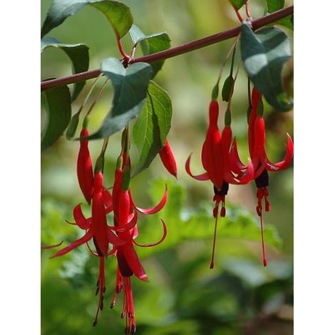 Fuchsia royal Godet de 7/8 cm
