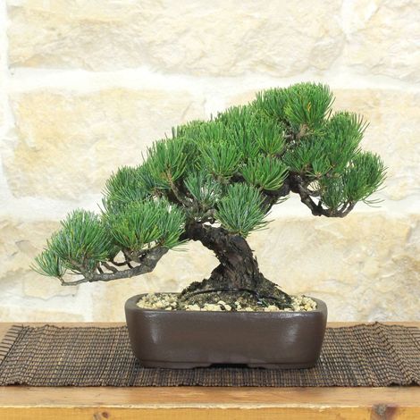 Bonsai di Pino Pentaphylla (64) (1/5)