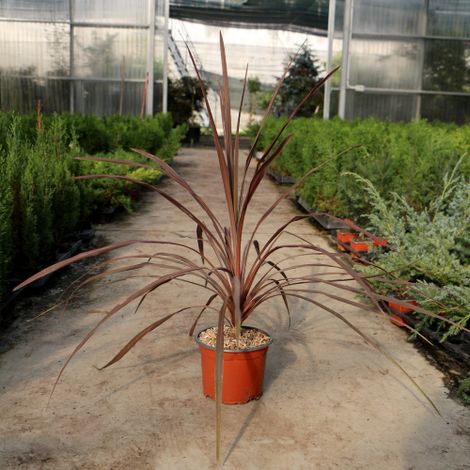 Dracena Dracaena "Indivisa Purpurea" pianta in vaso  17 cm FOTO REALE (1/3)