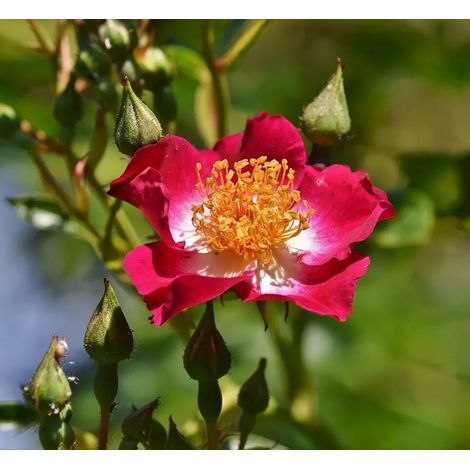 Gardenaria Rosa 'Cocktail' - Rosa da giardino - Altezza: 40/50 cm (vaso20)