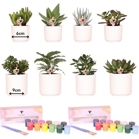 Kit de Peinture pour 8 Pots de Fleurs et Plantes Succulentes - Activité Loisir Créatif - PANGIVO (1/5)