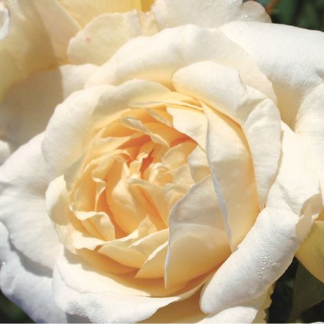 2 x Rosa  - Kordes Eleganza® rosier - Rosa 'La Perla'®